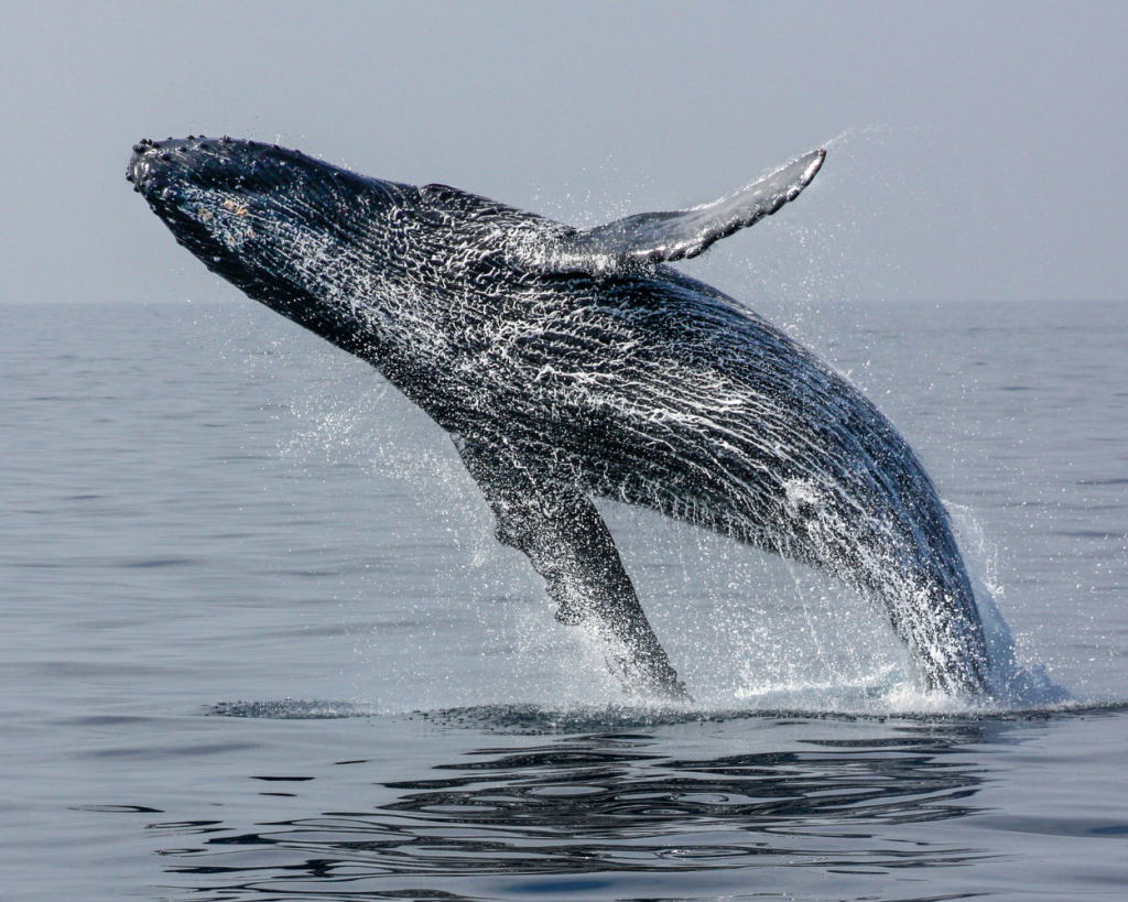 Boat Whale Watching (Private Naturalist)