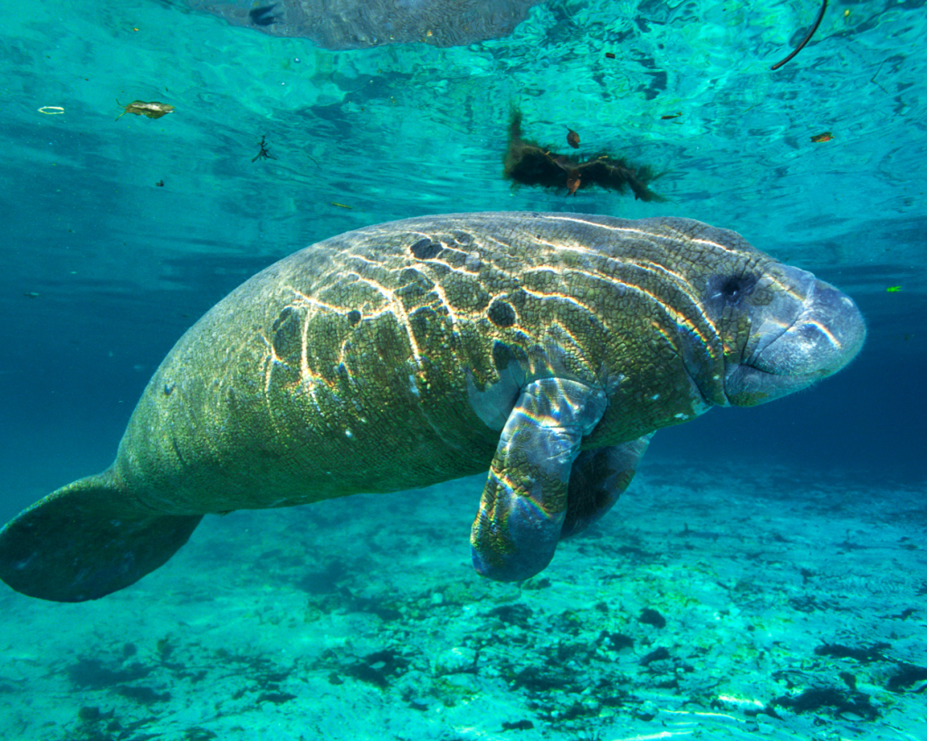 Marine Naturalist Training Course